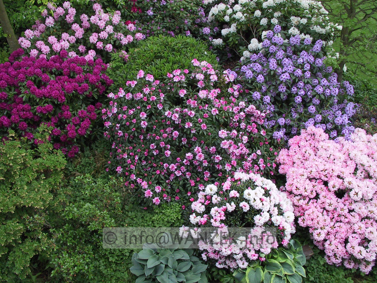 Rhododendron Hybriden in Sorten 04.JPG